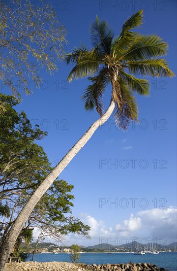 WEST INDIES, St Lucia, Gros Islet , Pigeon Island National Historic Park Single coconut palm tree on beach with Rodney Bay beyond