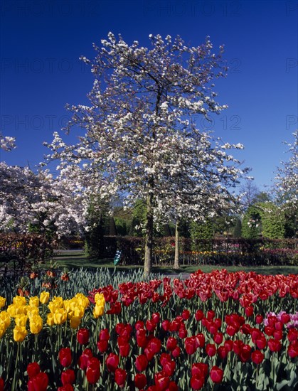 HOLLAND, South, Lisse, Keukenhof Gardens. White blossoming tree with tulip display in the foreground