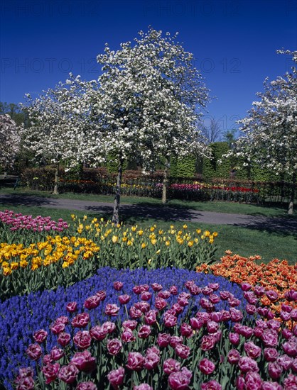 HOLLAND, South, Lisse, Keukenhof Gardens. Multicoloured tulip display with a white blossoming tree behind