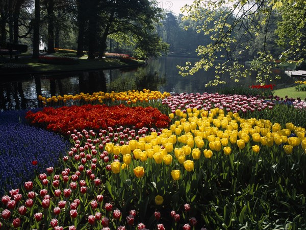 HOLLAND, South, Lisse, Keukenhof Gardens. A multicoloured display of tulips on the edge of the parks lake