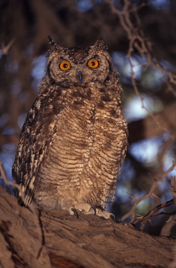 NAMIBIA, Etosha National Park, Close up of a Spotted Eagle Owl sitting on an acacia tree branch