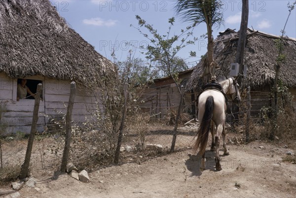 CUBA, Rural, Thatched village housing with woman framed looking out of open window and horse tied to fence outside.