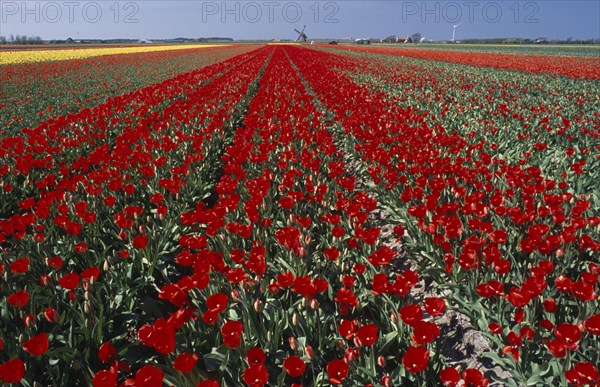 HOLLAND, Noord Holland, Sint Maartensbrug, Field of red tulips with a windmill in the far distance near the village of Sint Maartensbrug