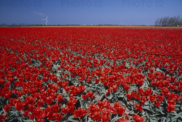 HOLLAND, Noord Holland, Sint Maartensbrug, Field of red tulips with a wind turbine in the far distance near the village of Sint Maartensbrug