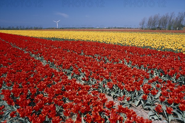 HOLLAND, Noord Holland, Sint Maartensbrug, Field of red and yellow tulips with a wind turbine in the far distance near the village of Sint Maartensbrug