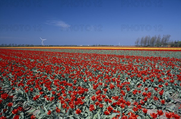 HOLLAND, Noord Holland, Sint Maartensbrug, Field of red tulips with a wind turbine in the far distance near the village of Sint Maartensbrug