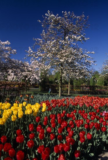 HOLLAND, South, Lisse, Keukenhof Gardens. Multicoloured display of tulips with a white blossoming tree behind