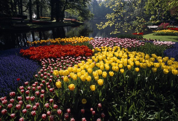 HOLLAND, South, Lisse, Keukenhof Gardens. Multicoloured display of tulips on the edge of the parks lake.