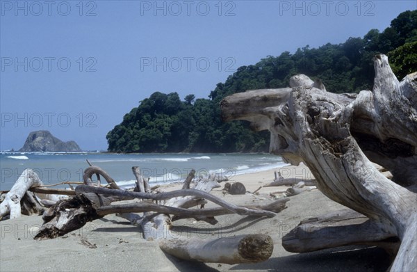 COSTA RICA, Caba Blanco, "Driftwood on beach with trees extending to shore behind, part of nature reserve."