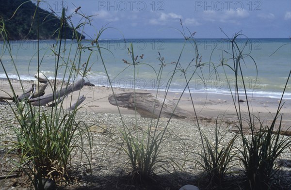 COSTA RICA, Caba Blanco, "Driftwood on shore of beach with papyrus grasses in foreground and sea and tree covered headland beyond, part of nature reserve."