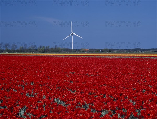 HOLLAND, Noord Holland, Sint Maartensbrug, Wind turbine in a field of red and yellow tulips near the village of Sint Maartensbrug