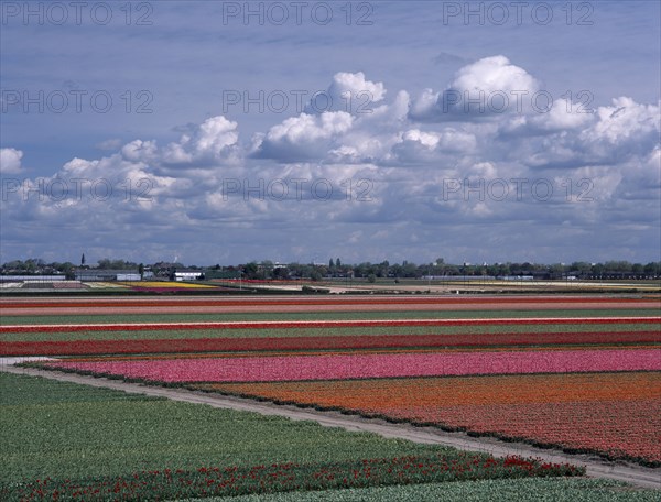 HOLLAND, South, Lisse, Tulip fields outside the Keukenhof Gardens viewed from the top of the parks windmill