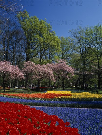 HOLLAND, South, "Keukenhof Gardens. Multicoloured layered display of tulips, cherry blossoms and lush green trees against a blue sky"