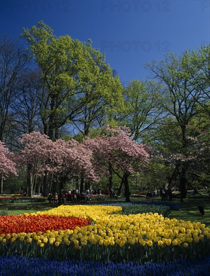HOLLAND, South, Lisse, "Keukenhof Gardens. Multicoloured layered display of tulips, cherry blossoms and lush green trees against a blue sky"