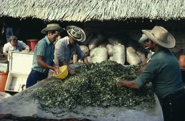 COLOMBIA, Vaupes, Llanero workers mixing sodium bicarbonate powder into coca leaves to help leach out cocaine alkaloid as leaves sweat in the sun.