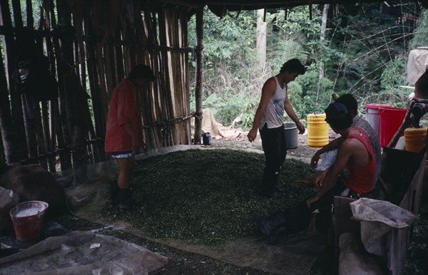 COLOMBIA, Bolivar Province, Magdalena Medio small cocaine lab. Workers stamp on leaves to mix in sodium bicarbonate and then petrol which leach out cocaine alkaloid. This lab. Was under ELN (Ejercito de Liberacion Nacional) guerrilla control