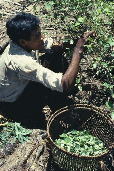 COLOMBIA, Agriculture, Tukano Indigenous Tribe, Barasana Indian (sub group of Trukano) picking coca leaves in a chagra slash and burn cultivation patch in Vaupes N W AmazoniaMan picking Coca leaves