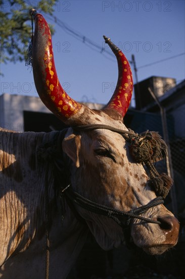 INDIA, Madhya Pradesh, Bhopal, Portrait of cow with horns painted red and yellow and tipped with silver and rope head-collar with tassels.