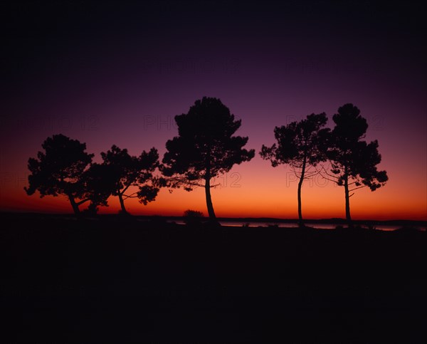 FRANCE, Aquitaine, Gironde, Lac de Lacanau.  Line of trees on lake shore silhouetted against deep orange and purple sunset sky.