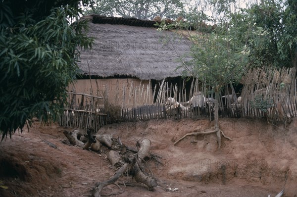 SENEGAL, Architecture, Thatched village house with tree with roots exposed from soil erosion in the foreground.
