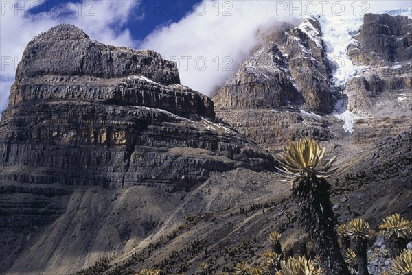 COLOMBIA, Sierra Nevada del Cocuy , "View along eastern side of Sierra with sandstone & limestone stratified precipices and snow-covered peaks. Frailejon ""ferns"" with soft velvet leaves in foreground"