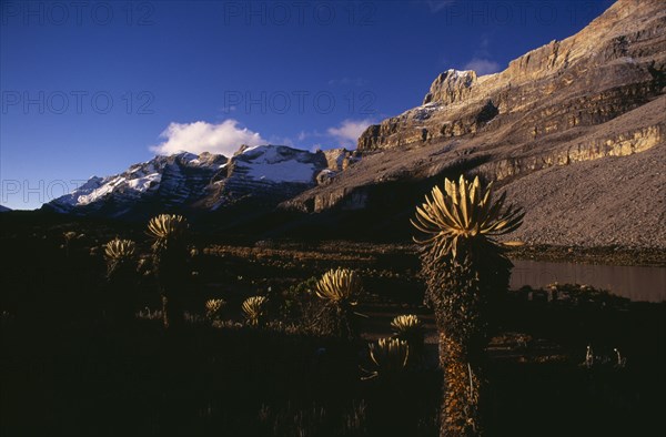 COLOMBIA, Sierra Nevada del Cocuy , "Dawn along the eastern side of the Sierra with Frailejon ""ferns"" growing on ground close to Lagune del Pato (Duck Lake) Snow peaks of Sierra in distance"