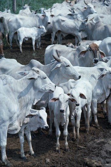 COLOMBIA, Agriculture, Cattle, "Zebu cattle on Ernestor Puyana's ranch close to Bucaramanga, Santander province."