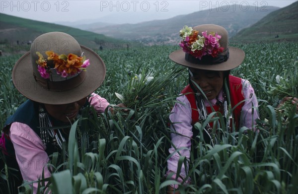 20088795 CHINA Qinghai Province Huzhu County Tu minority women working in WFP Project wheatfields.