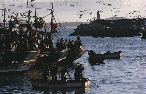 20088980 MOROCCO  Essaouira Seagulls circling above fishing boats in fortified harbour.