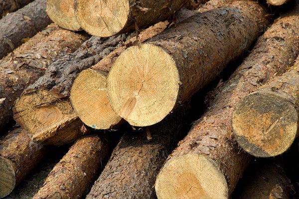 ENGLAND, West Sussex, Amberley, Amberley Working Museum. Logs of wood outside The West Sussex Woodturners.