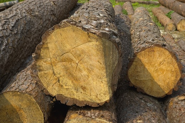 ENGLAND, West Sussex, Amberley, Amberley Working Museum. Logs of wood outside The West Sussex Woodturners.