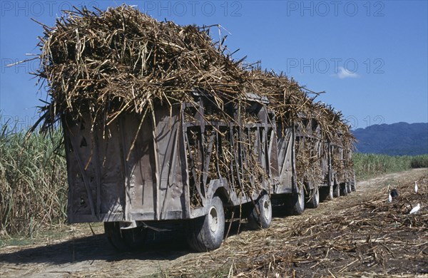 JAMAICA, West Moreland Parish, Agriculture, Truck train of harvested sugar cane on the Frome Estate.