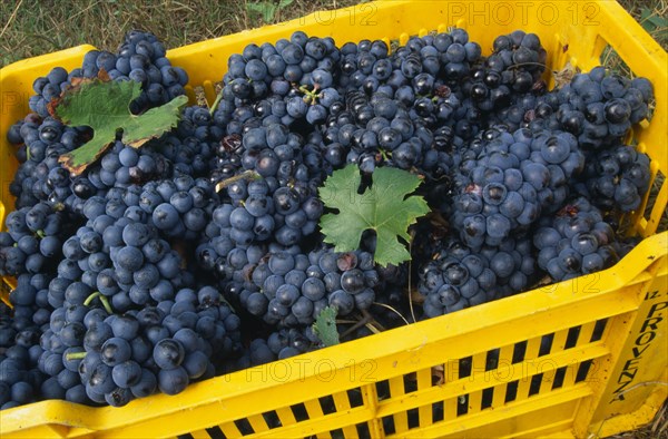 ITALY, Veneto, Lake Garda, Bardolino.   Yellow crates of red grapes harvested for local wine production.