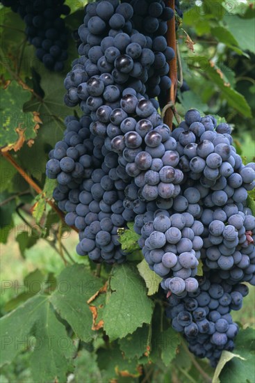 ITALY, Veneto, Lake Garda, Bardolino.   Bunches of red grapes for local wine production hanging from vine.