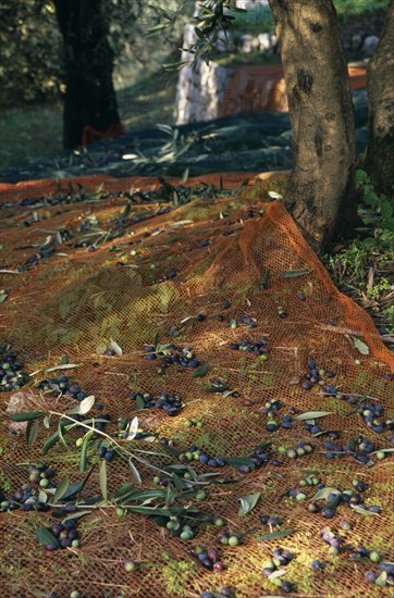 ITALY, Trentino-Alto Adige, Lake Garda Area, Net laid over ground under olive trees to catch harvested fruit near Riva del Garda.