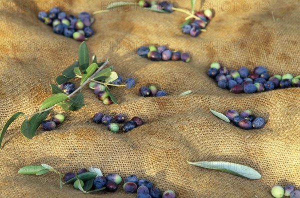 ITALY, Trentino-Alto Adige, Lake Garda Area, Detail of harvested olives lying on hessian in grove near Riva del Garda.