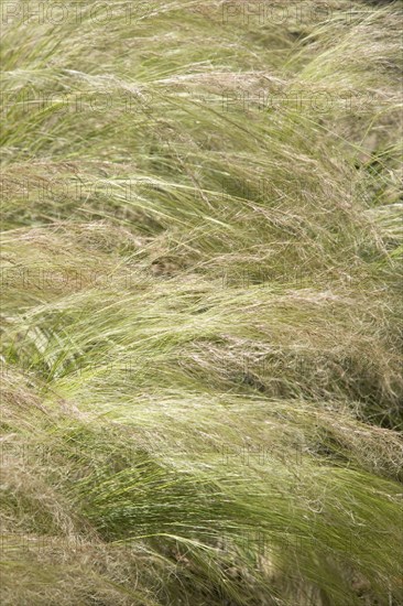 ENGLAND, West Sussex, Worthing, Tall grass moving in gentle wind