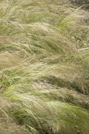 ENGLAND, West Sussex, Worthing, Tall grass moving in gentle wind