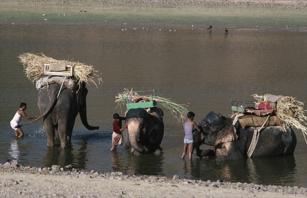 20088090 INDIA Rajasthan Amber Washing working elephants in the lake.