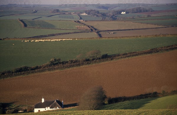 ENGLAND, Devon, Agriculture, "Agricultural landscape and field patterns with white painted, thatched house in foreground.  Areas of plough, pasture and sheep field delineated by hedges."