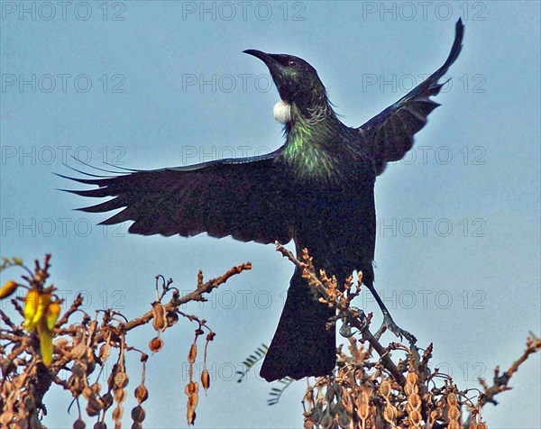 NEW ZEALAND, SOUTH ISLAND, FJORDLAND, "TE ANAU, A TUI BIRD FLIES FROM A TREE IN TE ANAU, FJORDLAND, SOUTH ISLAND.The Tui (Prosthemadera novaeseelandiae) is an endemic passerine bird of New Zealand, one of the largest members of the diverse honeyeater family. The name Tui is from the Maori language name t and is the formal common name. The plural is simply Tui, following Maori usage. The English name, Parson Bird, has fallen into disuse but came about because at first glance the Tui appears completely black except for a small tuft of white feathers at its neck and a small white wing patch, causing it to resemble a parson in religious attire"