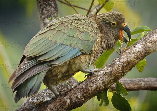 NEW ZEALAND, SOUTH ISLAND, FRANZ JOSEF, "A KEA MOUNTAIN PARROT AT THE FRANZ JOSEF GLACIER, WESTERN NATIONAL PARK, SOUTH ISLAND. The Kea (Nestor notabilis) is a highly unusual species of parrot found in forested and alpine regions of the South Island of New Zealand. The Kea is one of the few recorded alpine parrots in the world, and includes carrion in a diet consisting mainly of roots, leaves, berries, nectar and insects."