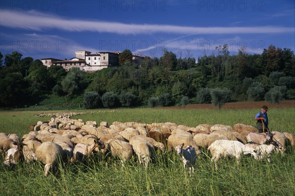 ITALY, Lake Garda Area, Shepherd with flock of sheep and goats with building on crest of wooded hillside behind.