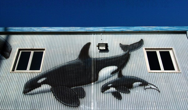 NEW ZEALAND, NORTH ISLAND , AUCKLAND, PAINTING OF AN ADULT ORCA WHALE AND ITS PUP ON THE SIDE OF AUCKLANDS MARITIME MUSEUM.