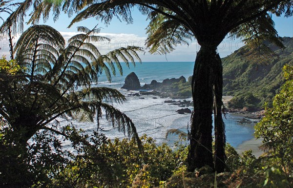 NEW ZEALAND, SOUTH ISLAND, WEST COASt, "UNNAMED BAY, NEW ZEALAND FERNS AT AN UNAMED BAY OFF THE HAAST HIGHWAY ROUTE 6 ON THE WEST COAST."