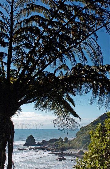 NEW ZEALAND, SOUTH ISLAND, WEST COASt, "UNNAMED BAY, NEW ZEALAND FERNS AT AN UNAMED BAY OFF THE HAAST HIGHWAY ROUTE 6 ON THE WEST COAST."