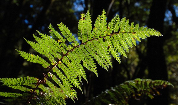 NEW ZEALAND, SOUTH ISLAND, QUEENSTOWN, "OTAGO, NEW ZEALAND NATIVE TREE FERN IN RAIN FOREST."