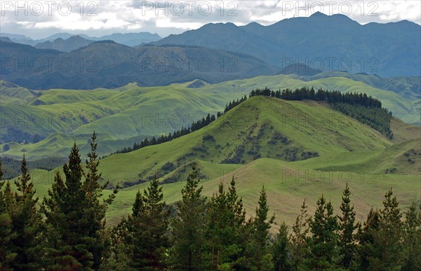 NEW ZEALAND, NORTH ISLAND, HAWKES BAY, "NAPIER, VIEW OF THE PAKAUTUTU MOUNTAINS LOOKING INLAND NORTH WEST OF NAPIER IN THE HAWKES BAY REGION OF NEW ZEALANDS NORTH ISLAND EAST COAST."