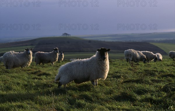 ENGLAND, Wiltshire, Agriculture, Sheep grazing on hillside above the Vale of Pewsey with sunlight on grass tips and shining through fleece.