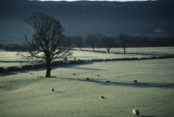 ENGLAND, Cumbria, Coniston, Sheep grazing in frost covered fields on Winter morning with bare trees and dark grey sky.